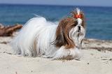 SHIH TZU 072